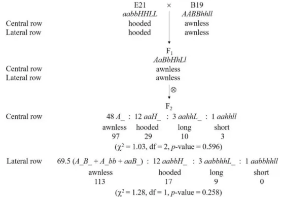 Table 2.   A four-locus model of awn inheritance in cross E21 × B19. A and B had duplicate effect on LR, A and  B were dominant epistatic to H and L, H was dominant epistatic to L.