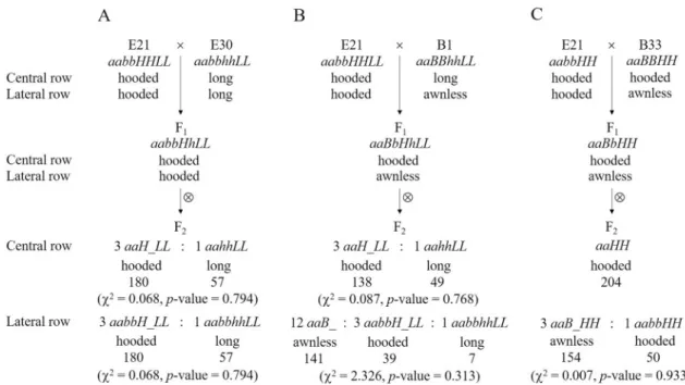 Figure 3.  Awn inheritance in crosses E21 × E30 (A), E21 × B1 (B) and E21 × B33 (C) as explained with the four- four-locus model