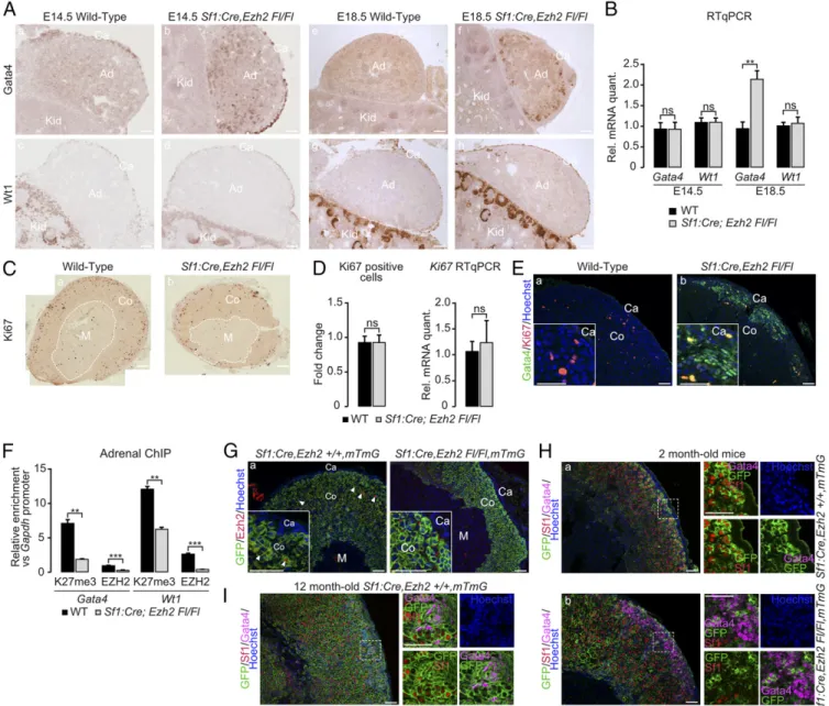 Fig. 5. EZH2 prevents dedifferentiation of steroidogenic cells toward a progenitor-like phenotype