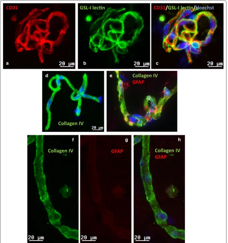 Fig. 1  Immunofluorescence analysis of isolated brain microvessels and capillaries (BMV) from the mouse (a–e) and human (f–i) brain