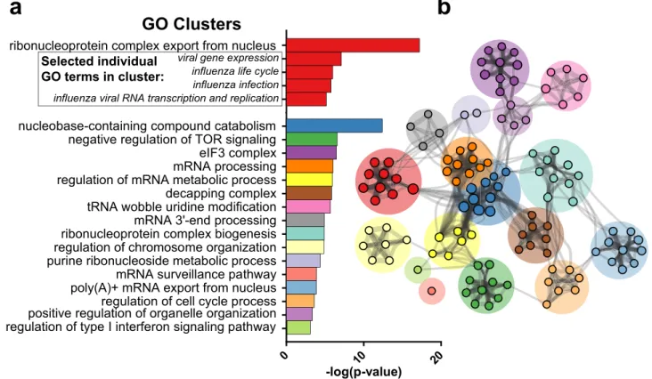 Figure 7.  Gene ontology (GO) analysis of putative restriction factors. (a) Significantly enriched GO clusters  obtained from the 64 putative restriction factors in the screen