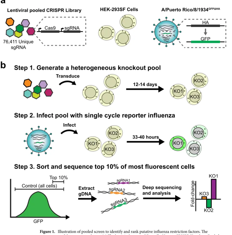Figure 1.  Illustration of pooled screen to identify and rank putative influenza restriction factors