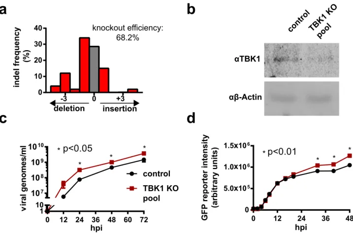 Figure 3.  Validation of PR/8 GFPΔHA  GFP intensity as a reporter for increased viral titer using a HEK-293SF ΔTBK1 knockout pool