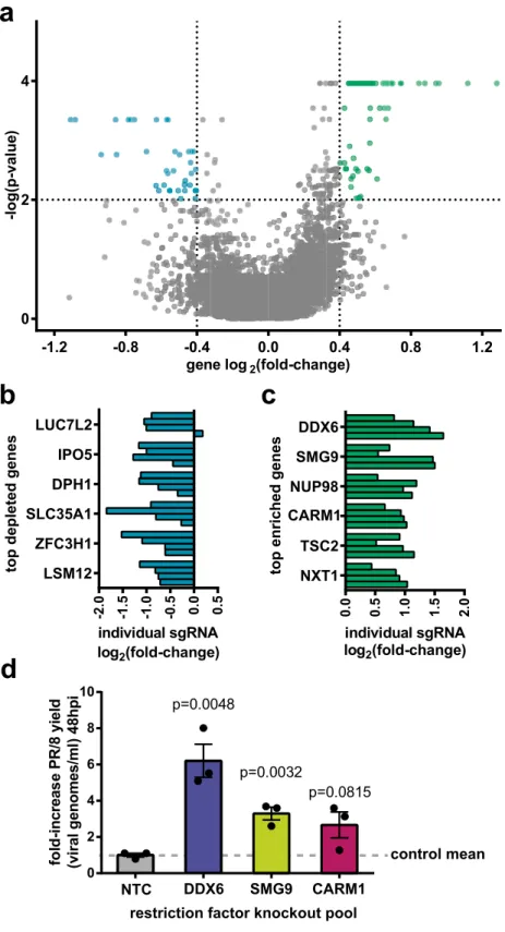 Figure 6.  Summary of significantly enriched and depleted genes and hit validation. (a) Volcano plot showing the mean   log 2  fold enrichment (lfc) and p value for each gene knockout