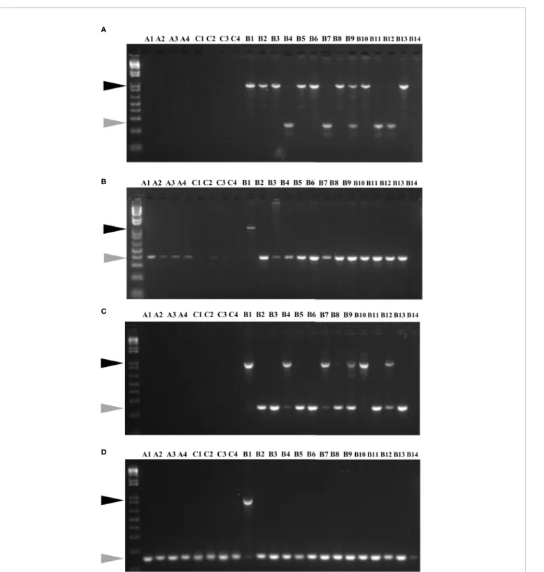 FIGURE 6 | MITE insertion polymorphisms analyses of members from BniHAT-1 (A, B) and BniHAT-2 (C, D) families in three diploid Brassica genomes.