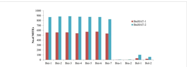 FIGURE 1 | Estimation of MITE copy numbers in four diploid Brassica genomes (B. nigra: Bni, B