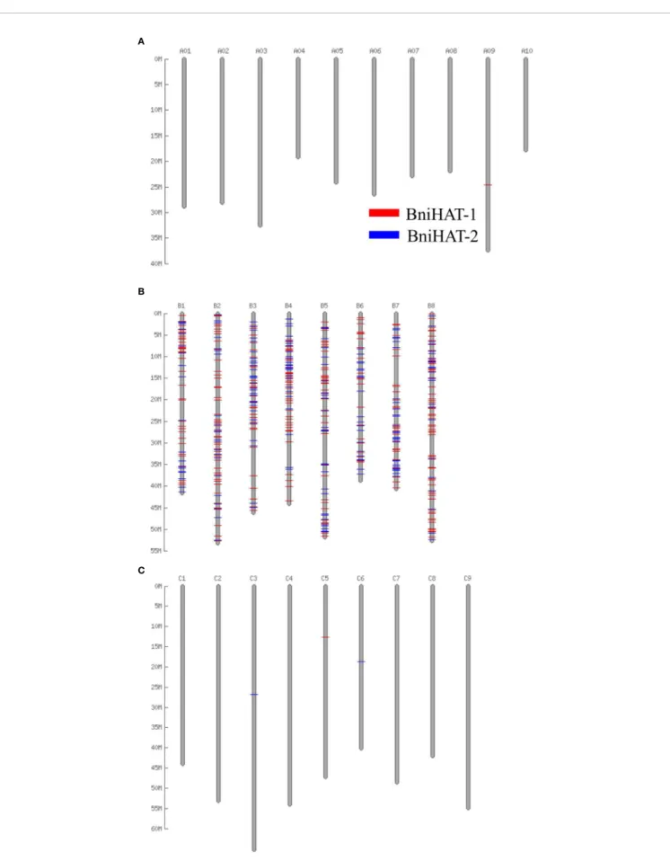 FIGURE 2 | Distribution of two HAT family members across the pseudo-chromosomes of the B