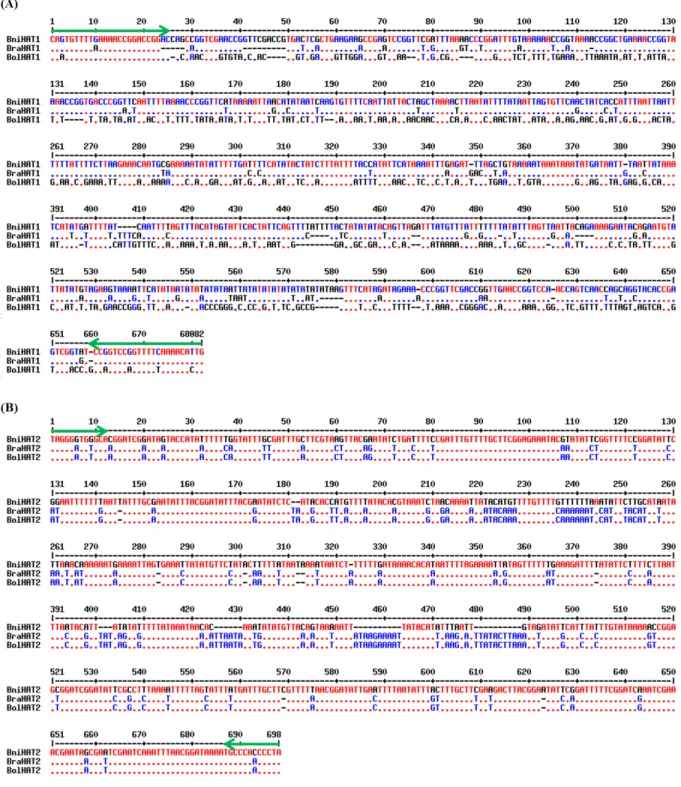 Figure S1.  Sequence alignment of BniHAT-1 (A) and BniHAT-2 (B) elements from three  diploid Brassica genomes