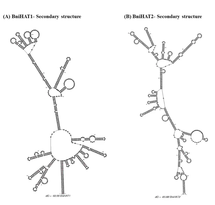 Figure S2.  Secondary structure of BniHAT-1 (A) and BniHAT-2 (B) elements developed  using mfold (Zuker M 2003) showing possible hair-pin structures of both MITEs.