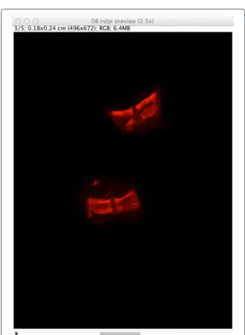 Figure 3 Preview image of a NDPI file with several focalization levels in ImageJ. The NDPI file 08.ndpi contains images at 5 different focalization levels