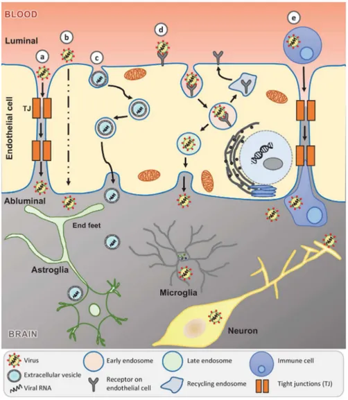 Figure 2 Potential mechanisms of SARS-CoV-2 entry into the central nervous system (CNS)