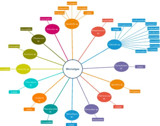 Figure 1. Several famous microalgae and the carotenoids produced by them. Only carotenoids  produced at a high amount are mentioned in the diagram