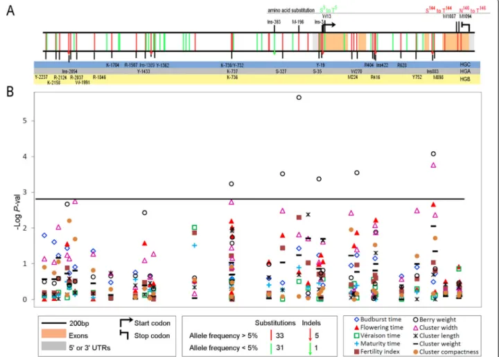 Figure 2 Sequence polymorphisms identified for the VvTFL1A gene sequence and their association to phenotypic traits