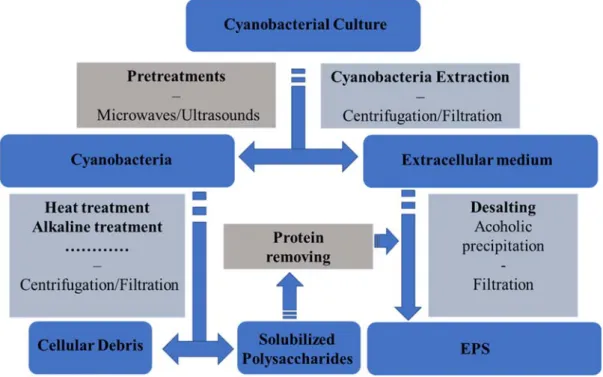 Figure 1. Process flow chart for the extraction of EPS from cyanobacteria. 