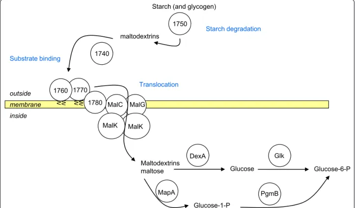 Figure 6 Putative model for starch, maltodextrin and maltose utilization in M. mycoides subsp