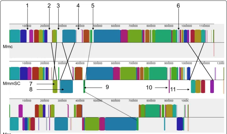 Figure 1 Comparative genome structure of strains 95010 (Mmc), PG1 (MmmSC) and California kid (Mcc)