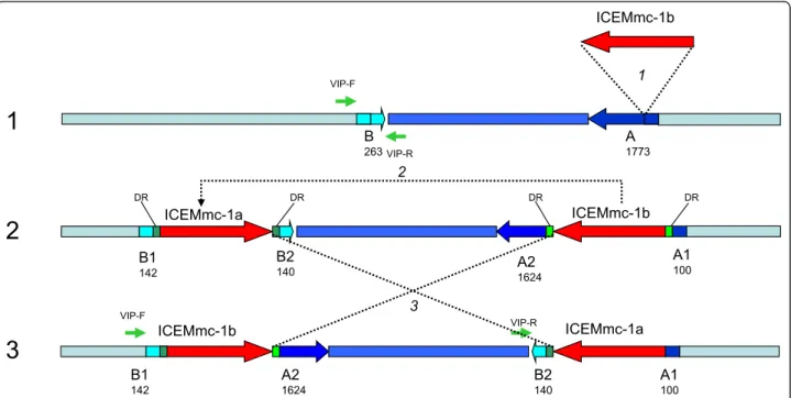 Figure 3 Putative model of the insertion and duplication of an ICE copy in Mmc 95010 genome