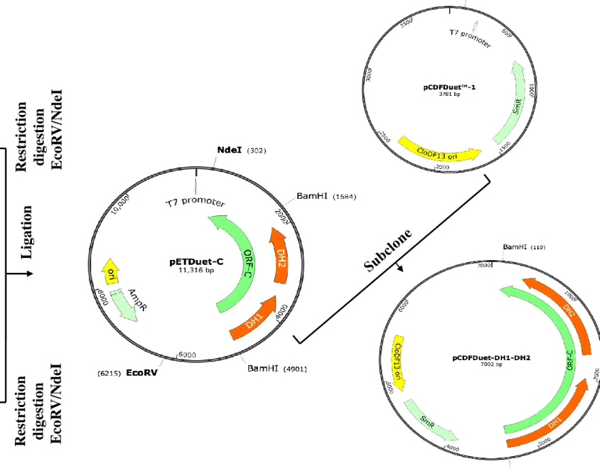 Fig. S2. Construction of the plasmids expressing a PUFA synthase with two individually mutated DH domains in E