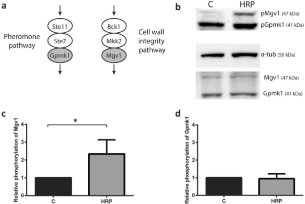Figure 6.   Cell wall integrity MAPK pathway is activated in response to HRP stimulation of F