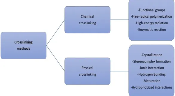 Figure 3. Crosslinking methods to produce a polysaccharide-based superabsorbent. 
