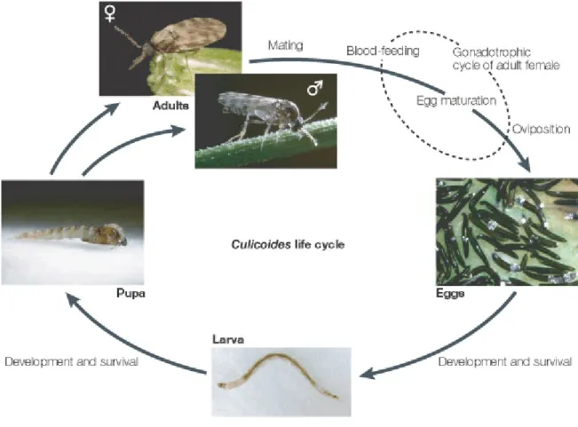 Figure 2. Trophogonic cycle of the Culicoides vectors. From Purse et al. 2005 Nature Reviews  Microbiology 3, 171-181  