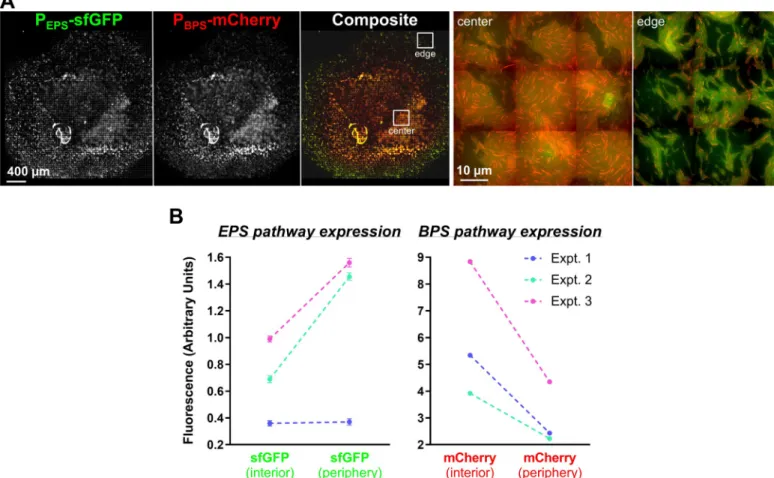Fig 6. Analysis of the spatial expression of the EPS and BPS gene clusters. (A) Dual-labeled (P EPS -sfGFP + P BPS -mCherry) WT cells (strain EM709) from exponentially growing cultures were spotted on developmental media at a final concentration of OD 600 