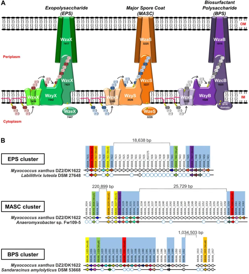 Fig 1. Wzx/Wzy-dependent polysaccharide biosynthesis pathways encoded by M. xanthus. (A) Schematic representation of the 3 Wzx/Wzy-dependent