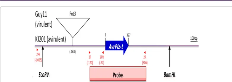 Figure 1: Schematic map showing the AvrPiz-t locus and probes for Southern blot analysis