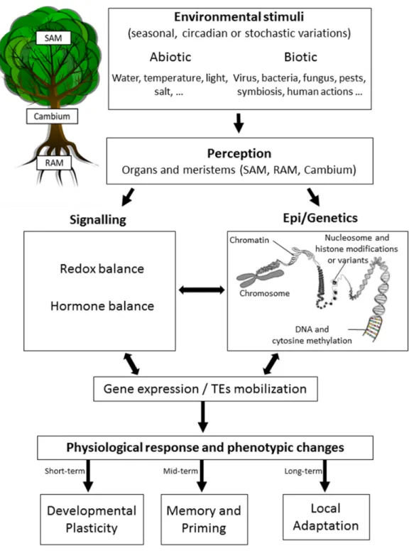 Figure 1. Epigenetic response to environmental changes in trees. Trees are known to recognize various  abiotic and/or biotic stimuli occurring rhythmically (circadian or seasonal) or stochastically