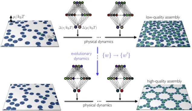 FIG. 1. In this paper we show that neural-network policies trained by evolutionary reinforcement learning can enact efficient time- and configuration-dependent protocols for molecular self-assembly