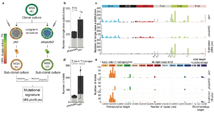 Figure  2.  Long-term  co-culture  of  pks +   E.  coli  induces  SBS-pks  and  ID-pks  mutational 615 