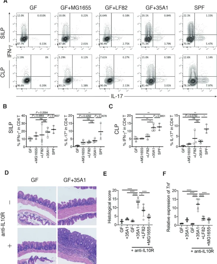 Figure 4. Strain-dependent induction of T H 1 cells and intestinal inflammation by E. coli 35A1