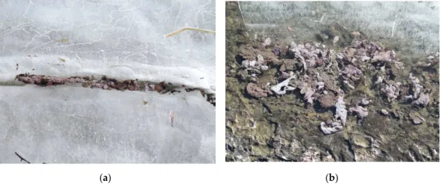 Figure 2. Photographs of Planktothrix clumps from Lake Steinsfjorden in the March 2015: (a) in a crack in the ice, and; (b) on the shoreline, illustrating the large quantities of Planktothrix biomass in the ecosystem.