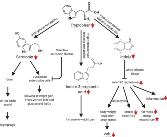 Fig. 2 impact of tryptophan restriction or imbalance on weight gain, glucose tolerance, body composition, energy expenditure, macrophage polarization, food intake and behavior.