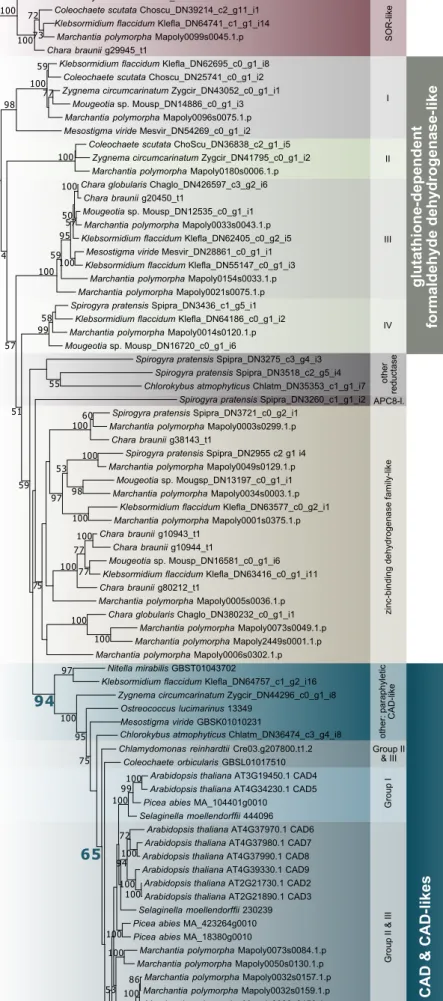 Figure S1. Phylogeny of CAD-related sequences.