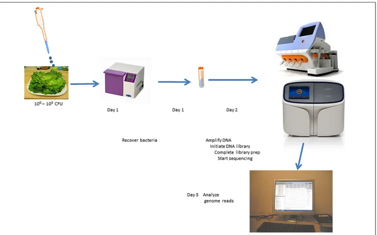 FIGURE 4 | Scheme for culture-independent testing of Salmonella contamination of lettuce using Ion Torrent genome sequencing platform.
