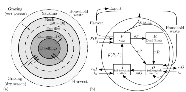 Figure 1.1 – (a) Representation of the fluxes occurring between the rings over a year in the whole ecosystem
