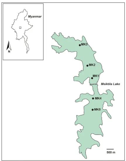Figure 1. Map of Meiktila Lake. The map shows the locations of water sampling (Stations MK1-MK5).