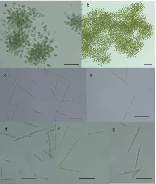 Figure 2. Micrographs of cyanobacteria investigated in this study. (a) Microcystis novacekii (AB2017/14);