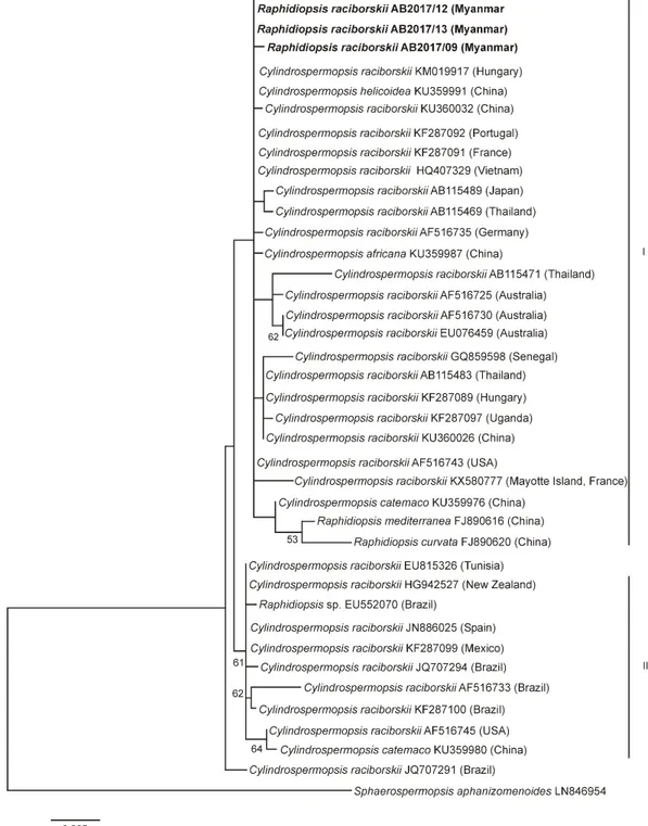 Figure 3. ML tree based on partial 16S rRNA gene sequences of 40 Raphidiopsis / Cylindrospermospis strains.