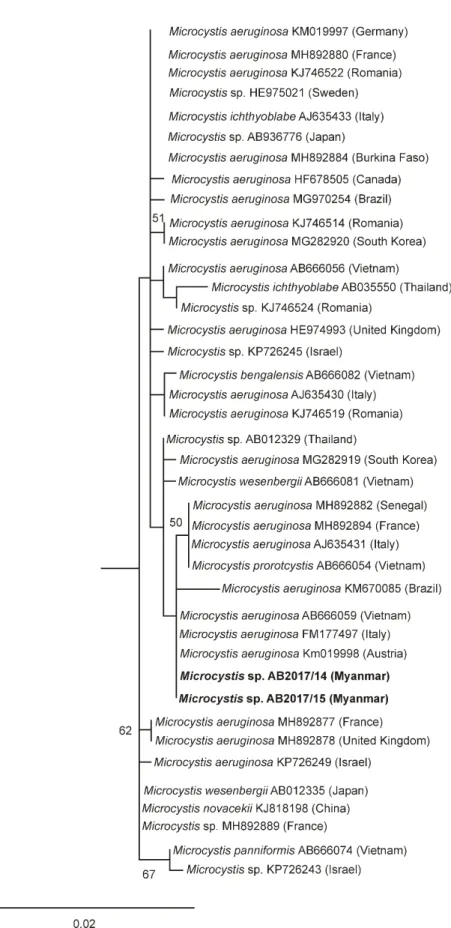 Figure 4. ML tree based on partial 16S rRNA gene sequences of 40 Microcystis strains. Outgroup = Chroococcus subviolaceus (MF072353)