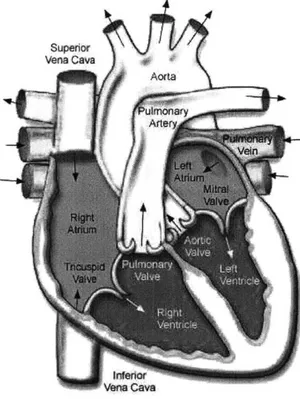 Figure  1-1:  The human  heart  [13]