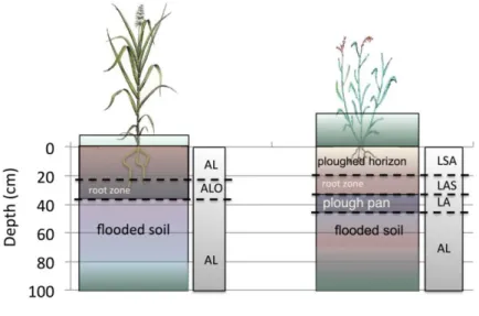 Figure  3:  Distribution  of  soils  in  natural  fallow  with  phragmites  and  in  paddy  field  with  textural  indications: AL: silty clay, ALO: heavy  clay,  LA:  clay loam,  LAS:  clay sandy  loam, LSA: sandy clayey loam