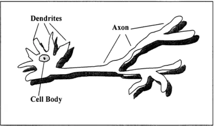 Figure 8:  A  diagram of a  biological  neuron.