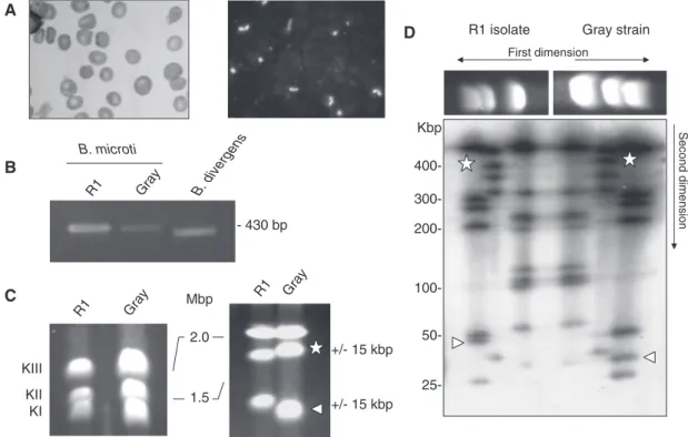 Figure 1. Babesia microti strain R1 characterization. (A) Light-microscopy analysis of B