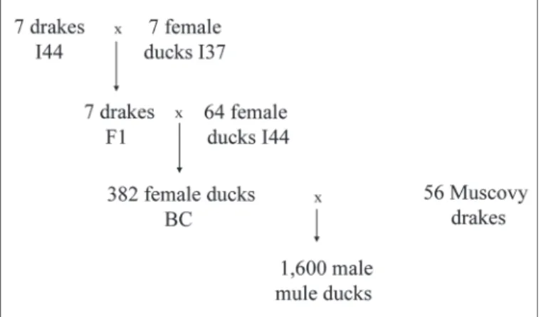 Figure 1. Experimental genetic design. BC = backcross.