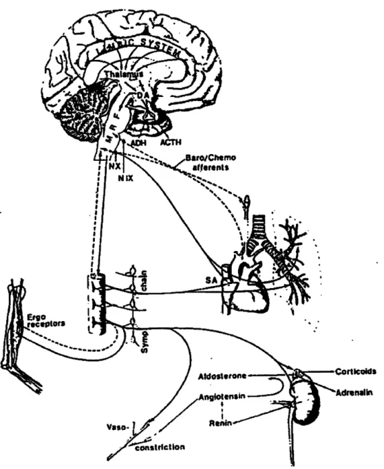 Figure  2-2:  Complex  feedback  systems  operating  over  wide  range  of  temporal  and spatial  scales  that  regulate  the  dynamics  of  the  heart  rate
