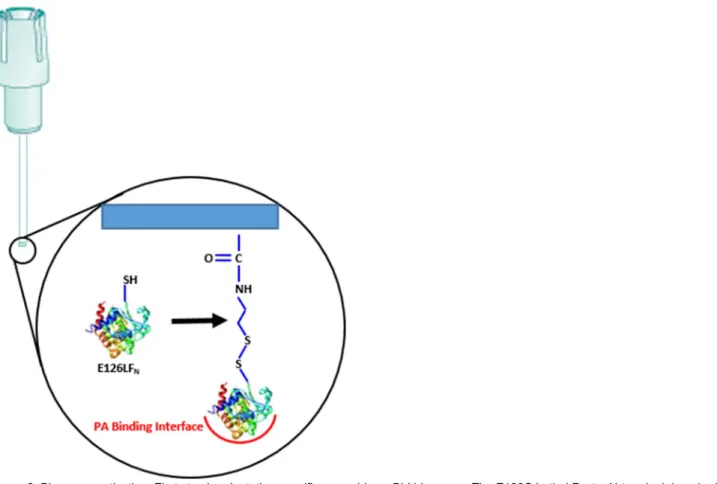 Figure 2. Biosensor activation: First step in orientation specific assembly on BLI biosensor