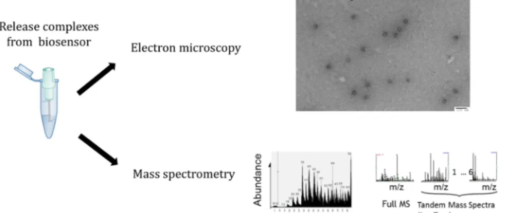 Figure 5. Analyzing protein complexes assembled on and isolated from BLI biosensor using EM and MS: Biosensor attached complexes are easily released into 5 µL of buffer containing DTT for visualization by negative stain EM and identification by MS