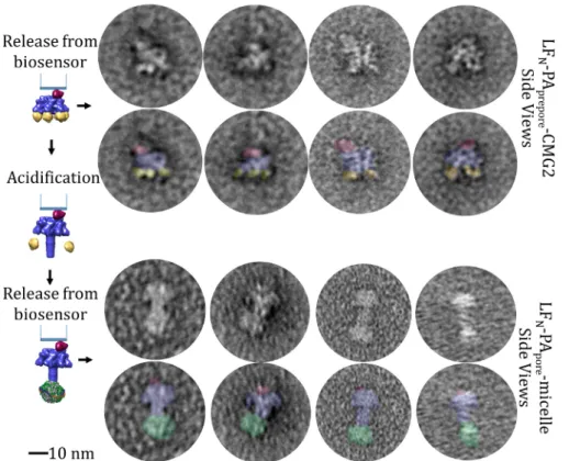 Figure 6. Visualization of protein complexes with EM: Pre-endosomal sample grids, show densities consistent with intact ternary complexes consisting of LF N -PA prepore -CMG2